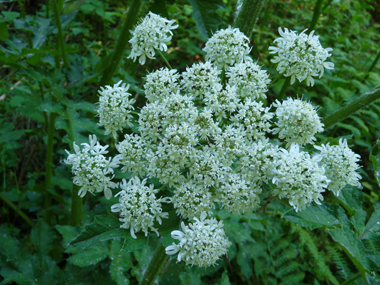 Fleurs blanches groupées en de grandes ombelles aplaties et dégageant une odeur proche de celle de l'urine. Agrandir dans une nouvelle fenêtre (ou onglet)